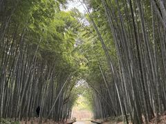 -同里国家湿地公园