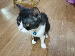 -李小姐の猫咖啡馆(五角场店)