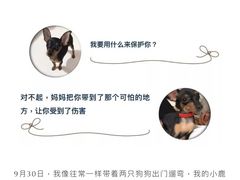 -申普宠物医院·心脏介入·心血管微创(总院)
