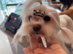 -帕帕拉兹宠物(亚洲旗舰店)