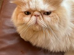 -MOCHA明星猫咖(田子坊店)