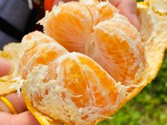 -前小桔亲子创意农场·草莓采摘·露营烧烤