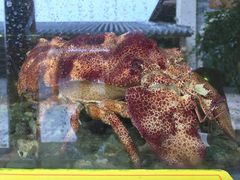 -先锋海鲜市场