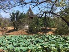 -林屋梅海青梅保护基地
