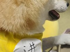 -逗柴咖啡屋·狗咖猫咖宠物桌游