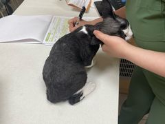 -瑞鹏宠物医院·超声·骨科·奇麟分院(蜀都万达店)