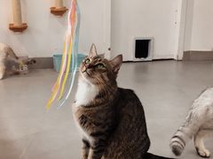 -Heymao猫咖.咖啡厅(东门店)