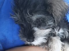 -宠福鑫康馨动物医院·骨科·眼科