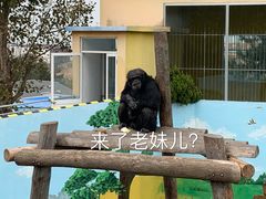 -西霞口神雕山野生动物世界