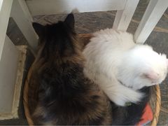 Anne猫窝咖啡屋-Anne猫窝咖啡屋