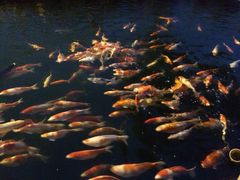 -湖鲜楼