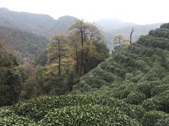 -阿巧茶庄