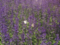 -临沂华盛江泉城大酒店