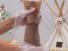 -小猫来了·猫咪专售(红山六九七九店)