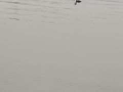 -丁香湖公园
