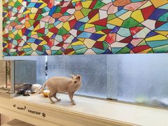-猫小院猫主题餐厅(三里屯店)