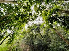 -广州市流溪河国家森林公园