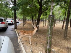 -秦皇岛野生动物园