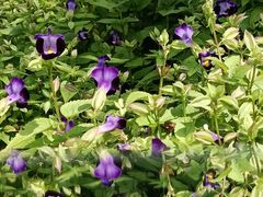 -泰煌鸡·上海白斩鸡·鸡汤面(万航店)