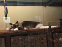 -猫咪博物馆(顶澳仔猫街店)