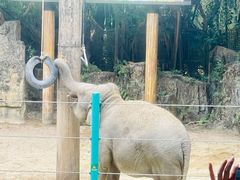 -广州长隆野生动物世界