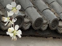 -桃花堤公园