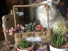 -云里小坐·小院里·团建·宴请·下午茶(三圣乡店)