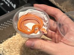 -酷以爬仙阁实体爬宠店·守宫·蜥蜴·专业繁育