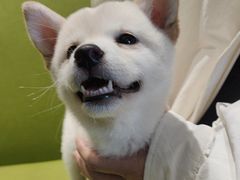 -北京派仕佳德动物医院·超导核磁·CT·神经科·骨科·内外科·急重症管理中心