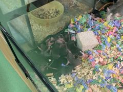-藦茜花园宠物主题亲子互动体验馆(国顺东路店)