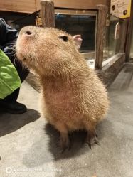 -造物庄园 萌宠纪(苏州湾歌林公园店)