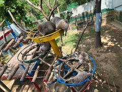 -西霞口神雕山野生动物世界