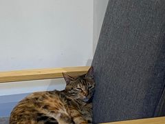 -猫的天空之城概念书店(杭州南宋御街店)