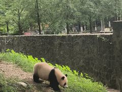 -都江堰中华大熊猫苑