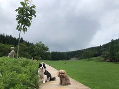 -武陵山森林公园