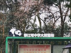 -都江堰中华大熊猫苑