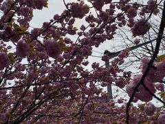 -高东镇樱花园