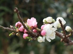 -南汇桃花村