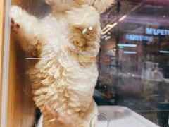 -FAELING PETS美天灵宠物(富力广场店)