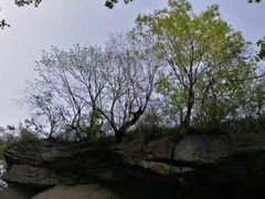 -王顺山国家森林公园