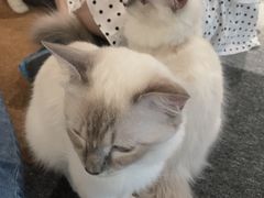 -米宠家·撸猫猫咖小萌宠·猫咪洗澡·猫咪寄养(高新大都荟店)