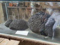 -西双版纳基诺山寨