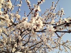 梅花-中国计量大学(西校区)
