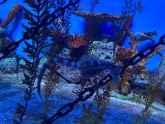 -上海海洋水族馆