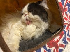 -猫小院猫主题餐厅(三里屯店)
