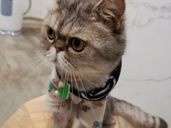 -楼上猫咖(罗湖店)
