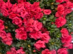 -万柳阁小馆·花园餐厅(龙潭湖店)