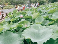 -莲湖公园