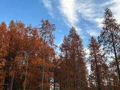 -池杉湖湿地公园