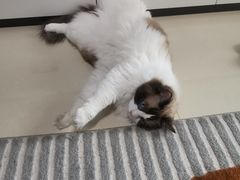 -伟伟宠物医院·CT影像中心·瑞派犬猫综合性门诊(汉口总院)